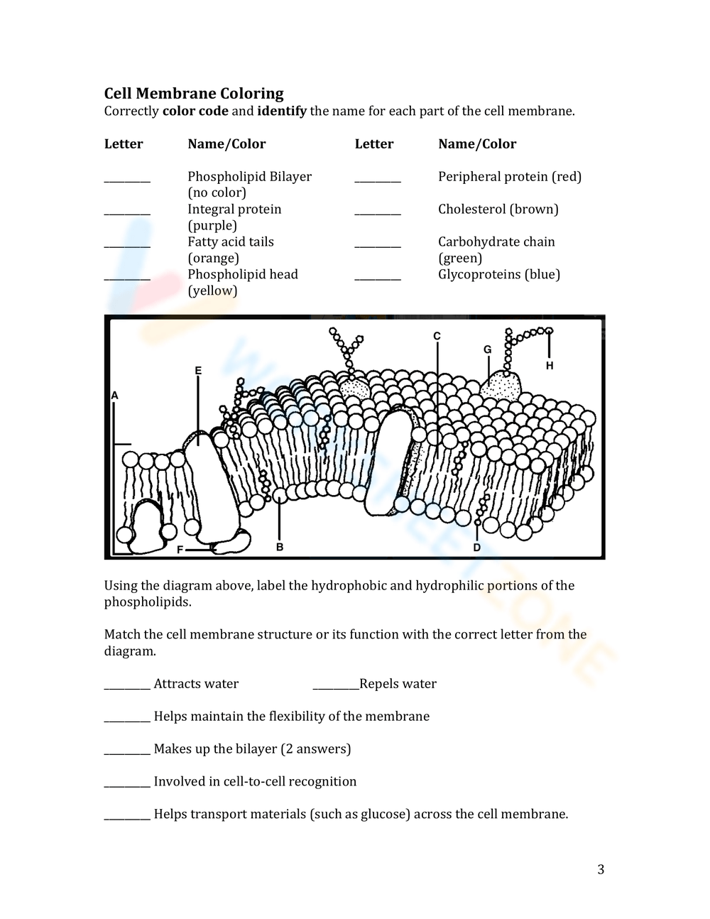 Free Printable Cell Membrane Coloring Worksheet Collection Worksheets 