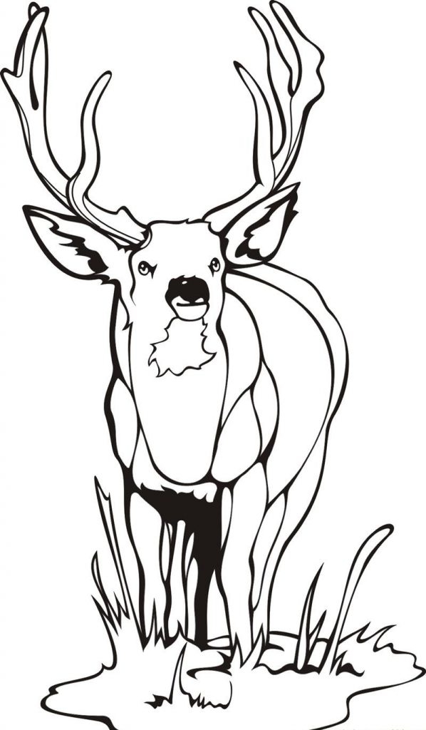 Deer Color Pages