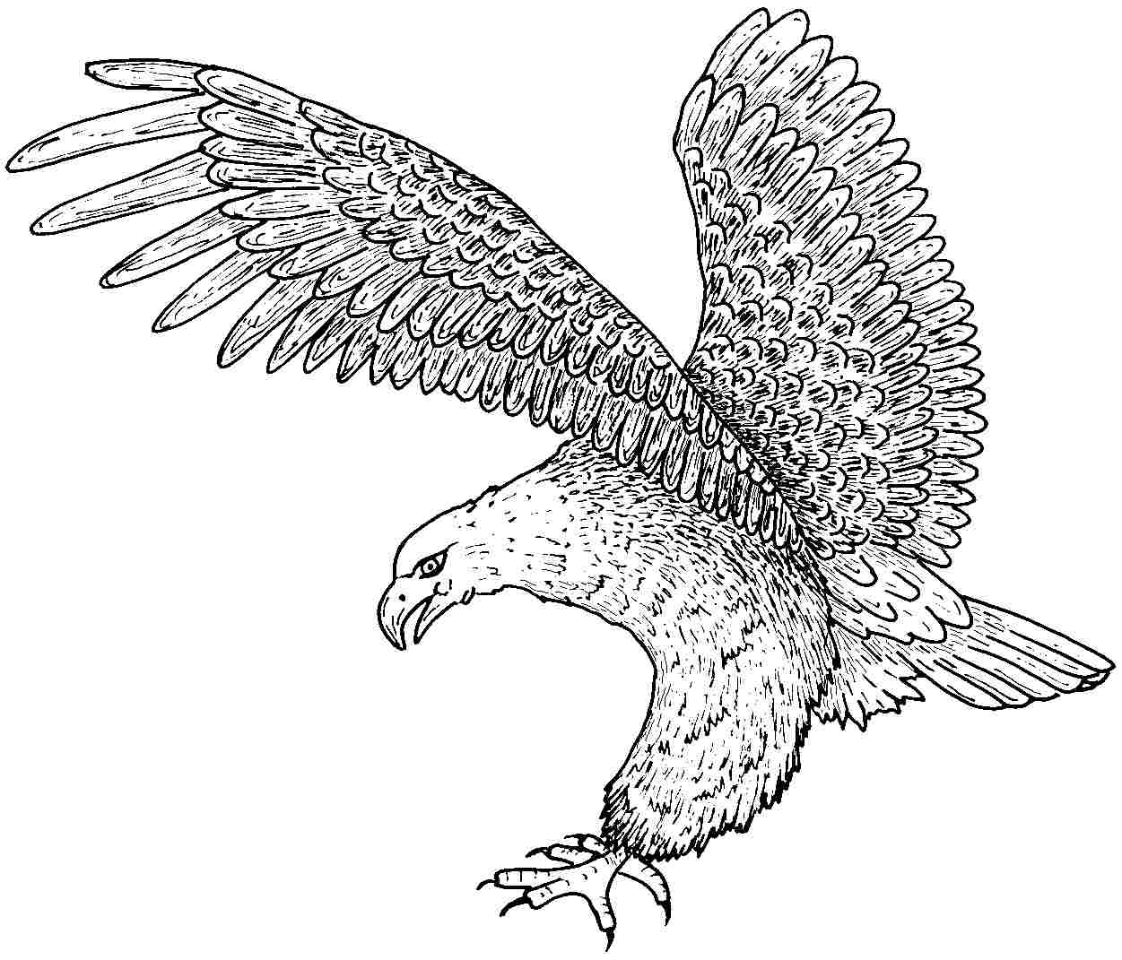printable coloring pages eagle