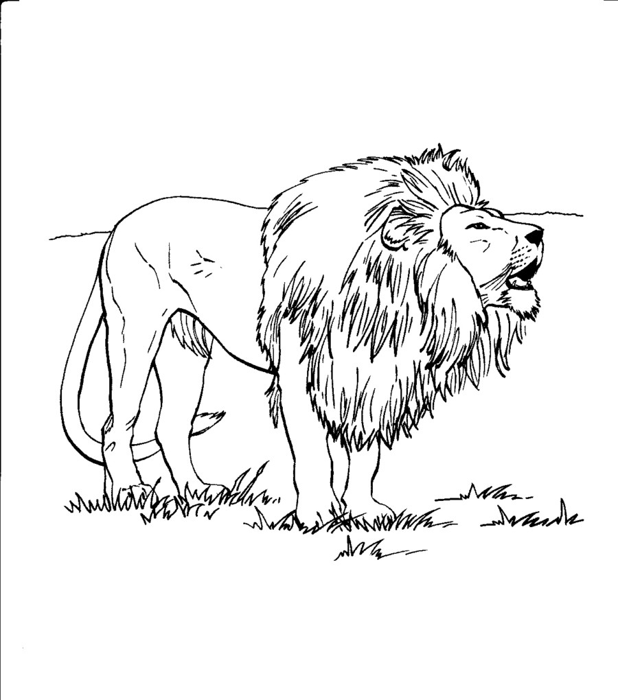 Coloring Lion Pages