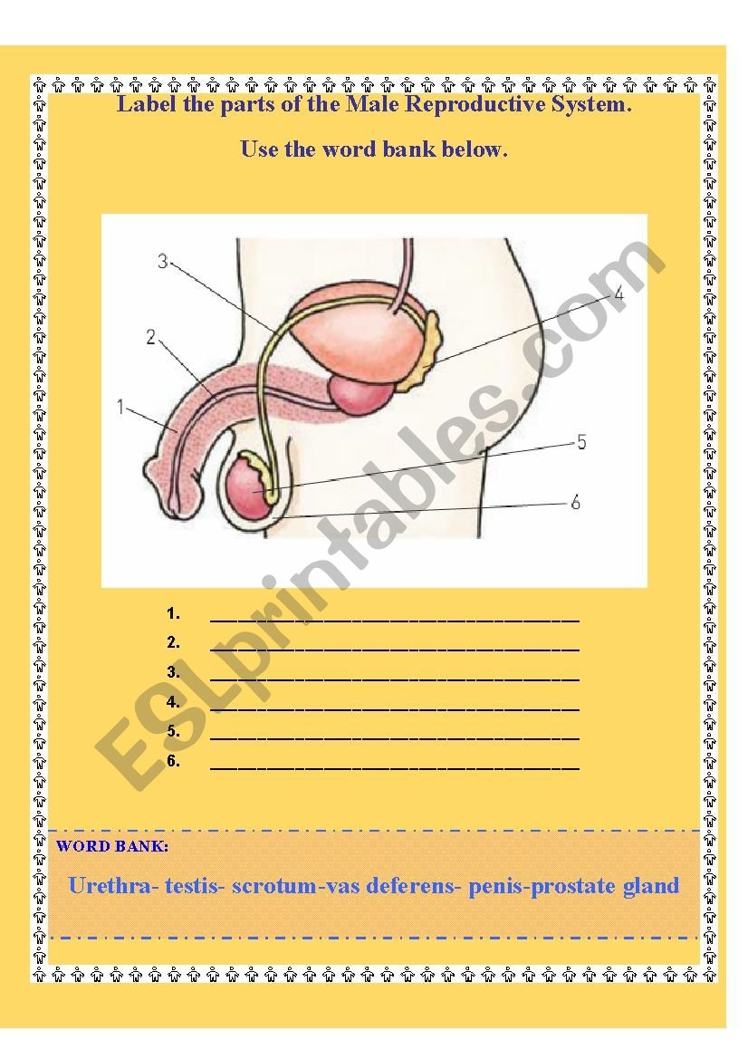 Free Printable Male Reproductive System Worksheet Reproductive System 