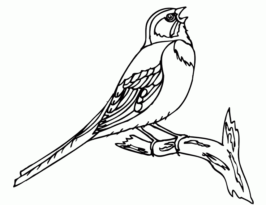 Free Printable Pictures Of Birds Coloring Home