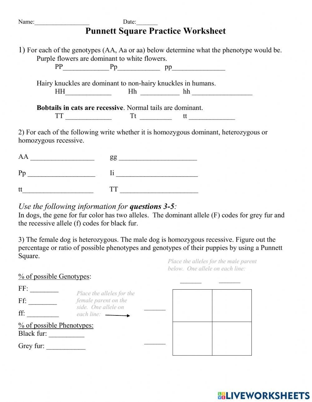 punnett square practice worksheet answers