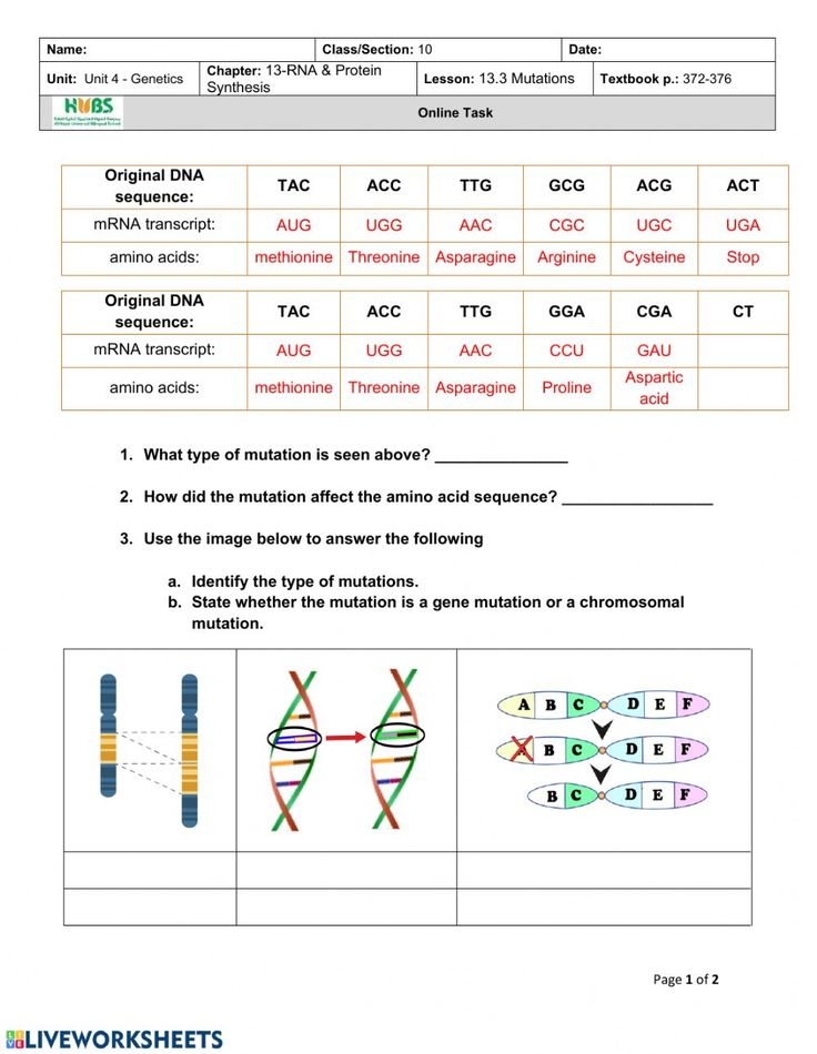 Genetic Mutations Worksheet Answer Key E streetlight Practices