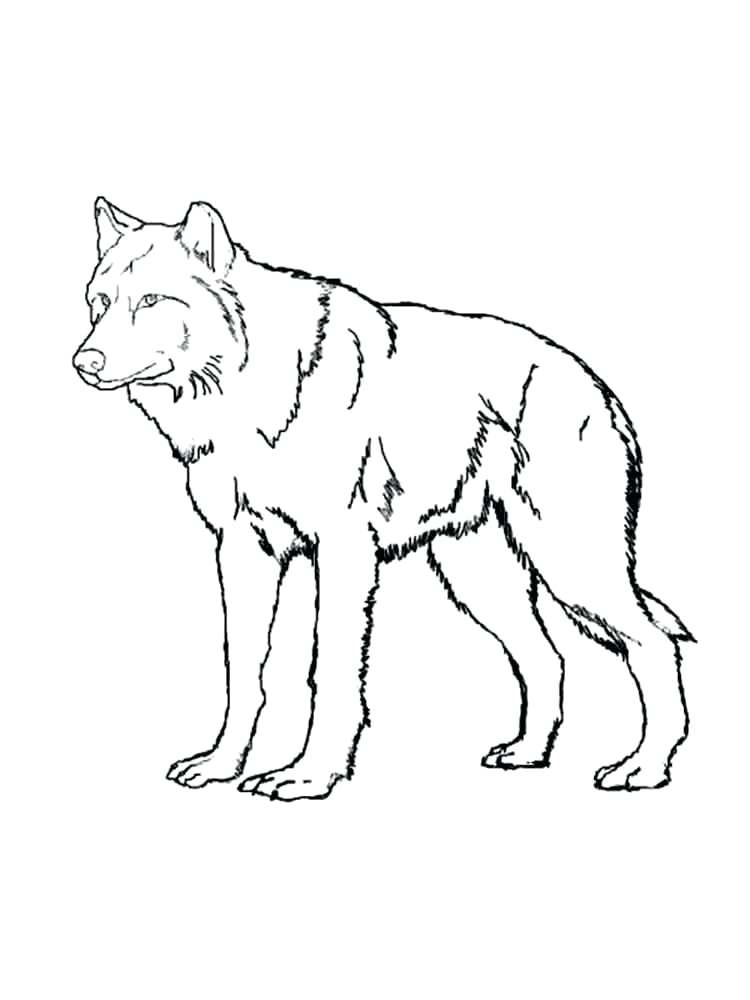 Gray Wolf Coloring Pages Coloring Pages
