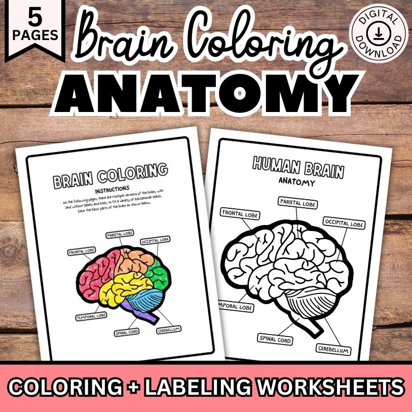Human Brain Anatomy Coloring Pages Made By Teachers Worksheets Library