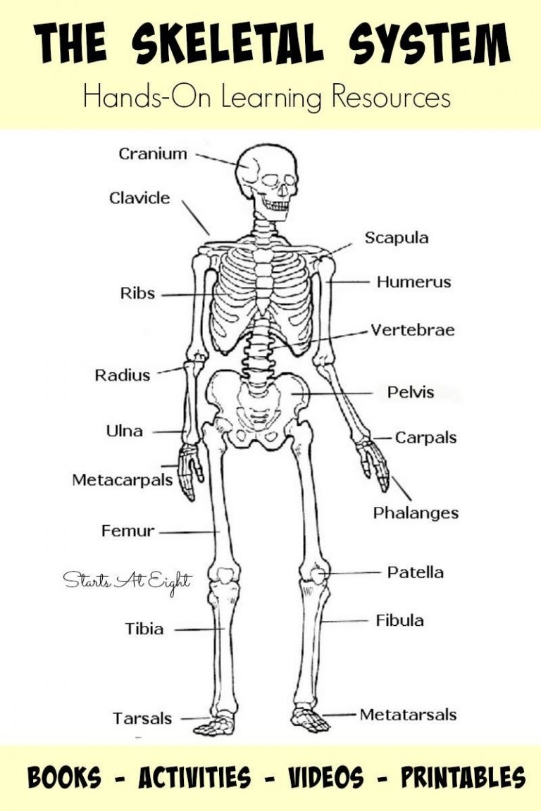 Image Result For Human Skeleton Printable Worksheet Homeschool 