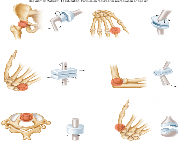 Joints Anatomy Worksheet On Classification Synovial Joints Body 