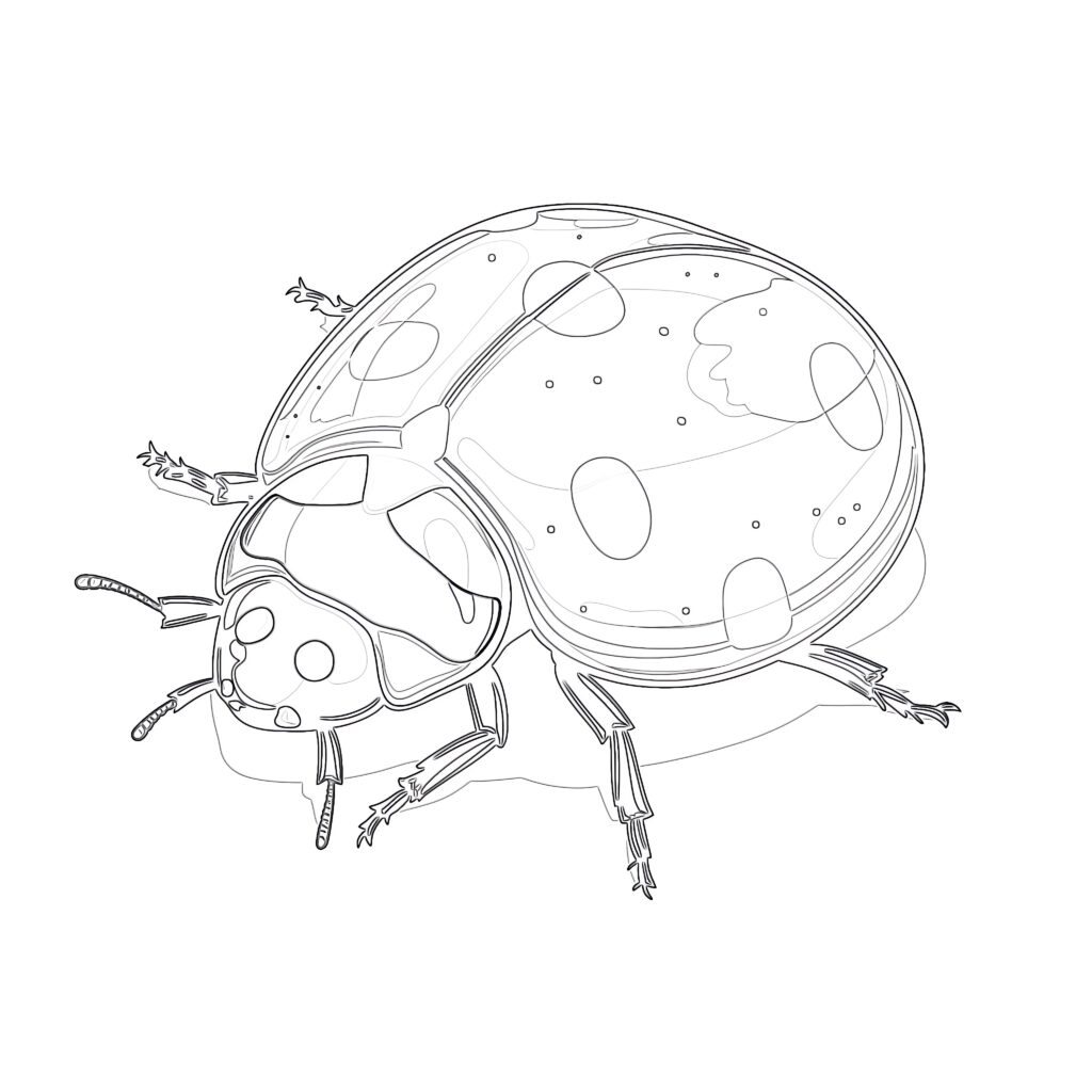 Ladybird Coloring Pages Coloring Pages Mimi Panda