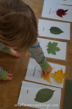 Leaf Identification Cards Free Printable Artofit