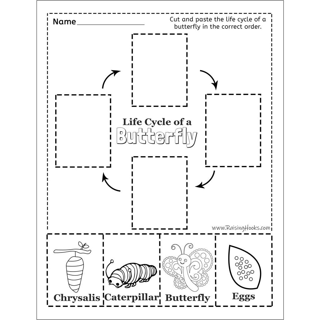printable worksheet life cycle of a butterfly
