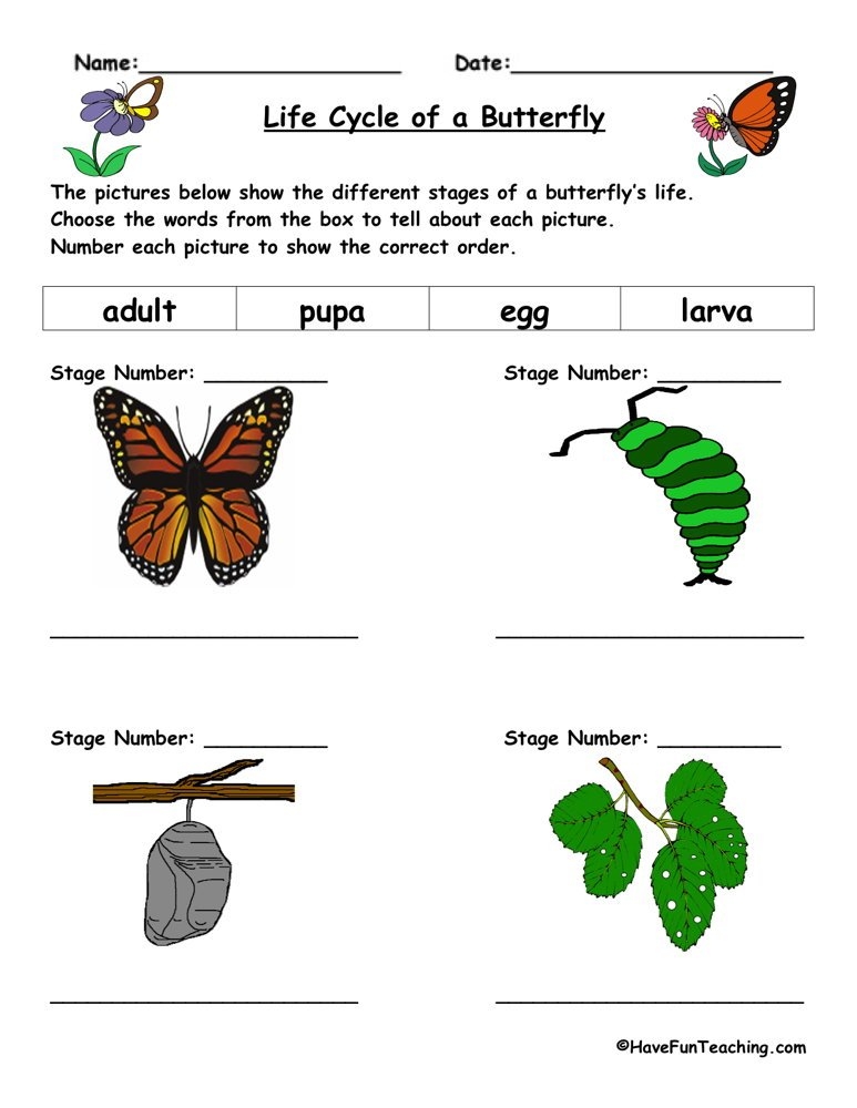 Life Cycle Of A Butterfly Worksheet By Teach Simple