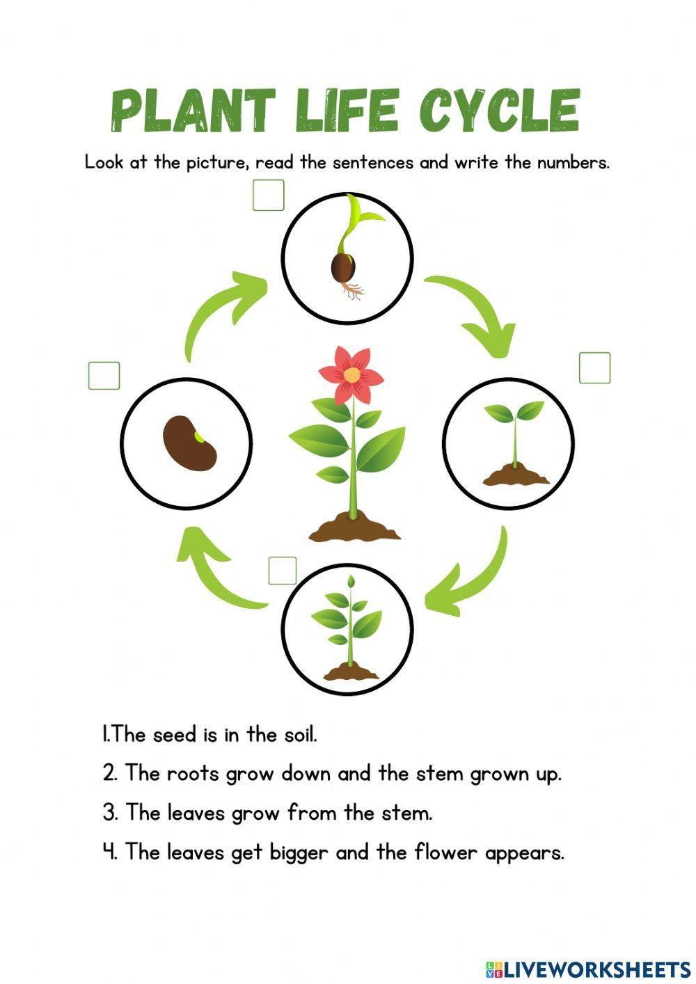 Life Cycle Of A Plant Online Activity For Grade 3 Live Worksheets 