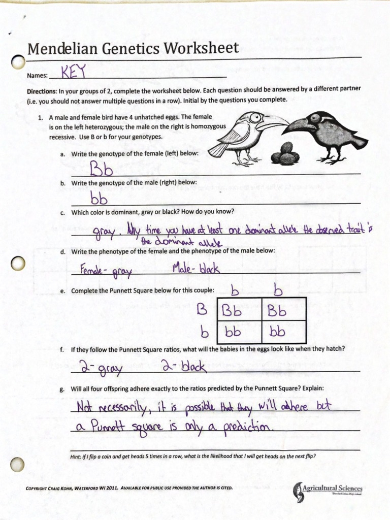 Mendelian Genetics Key PDF Worksheets Library