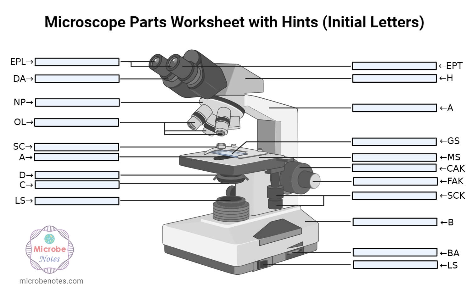 Microscope Parts Labeling Worksheet With Answer Key