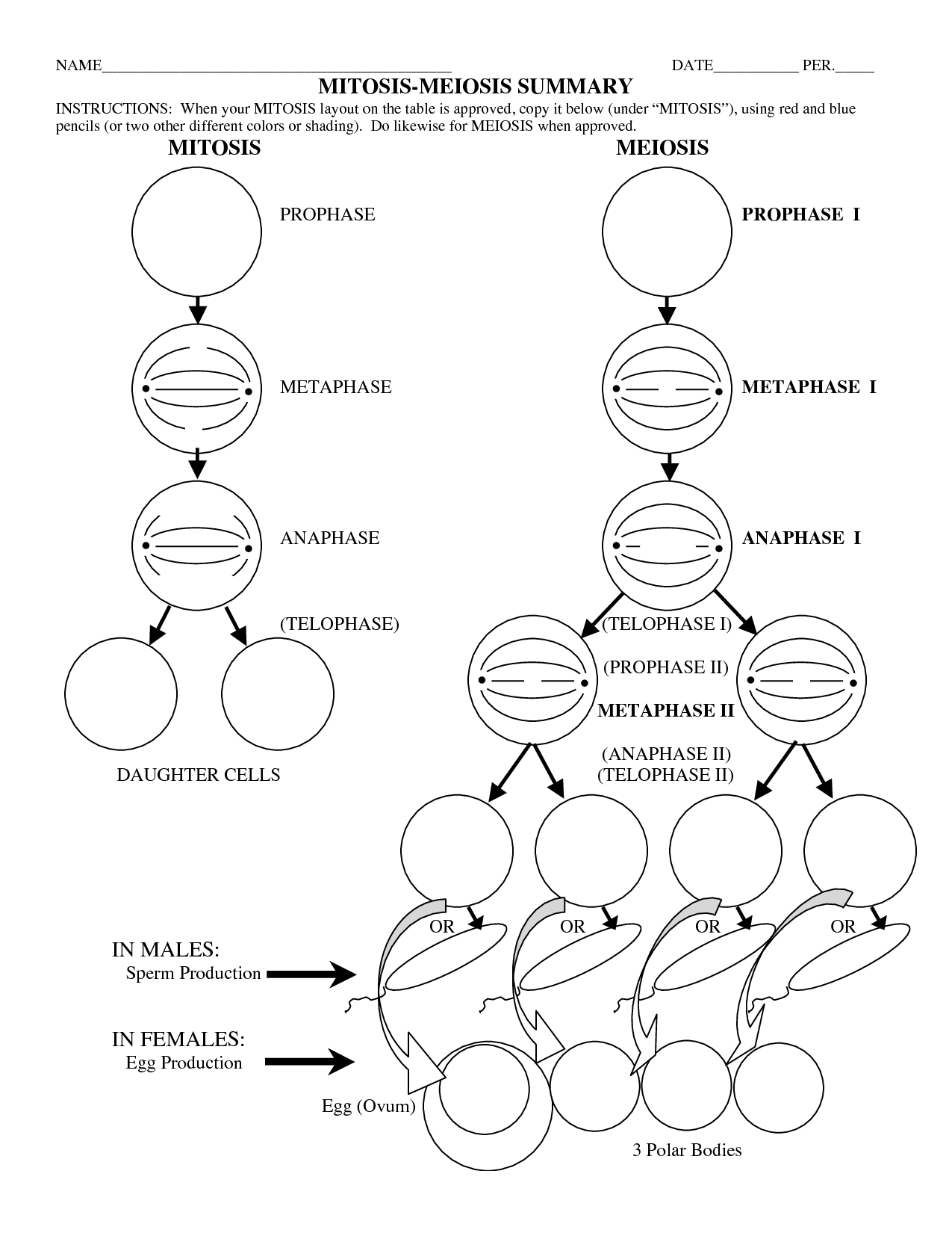 Mitosis Vs Meiosis Worksheet Com And Free Worksheets Samples