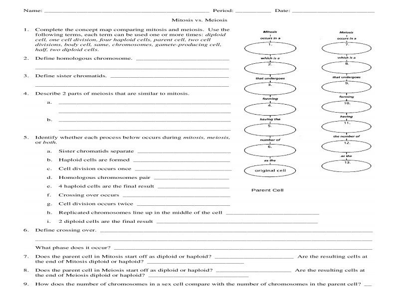 mitosis vs meiosis worksheet