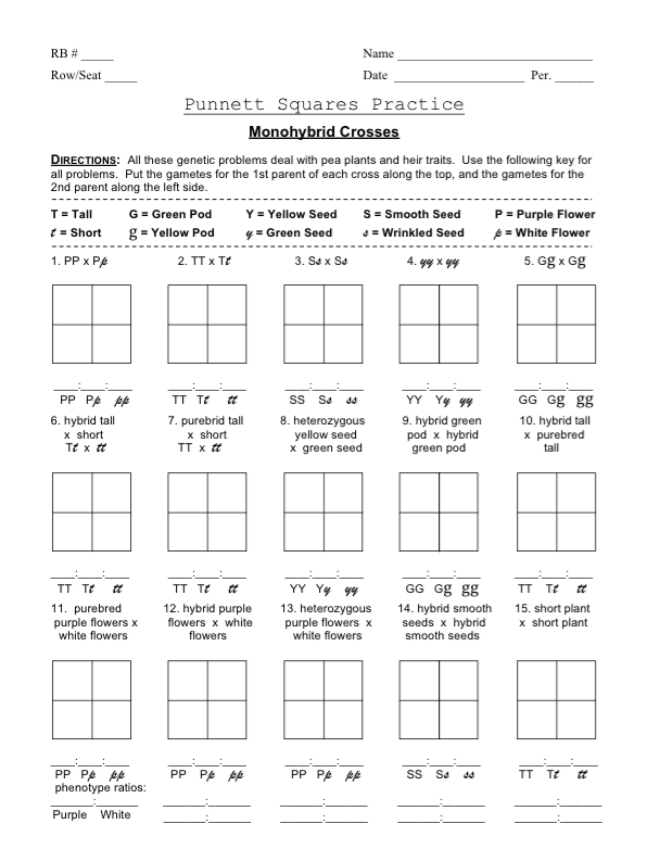 monohybrid cross worksheet