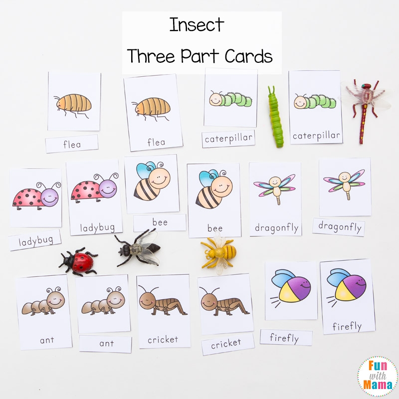 Montessori Insect 3 Part Cards Fun With Mama
