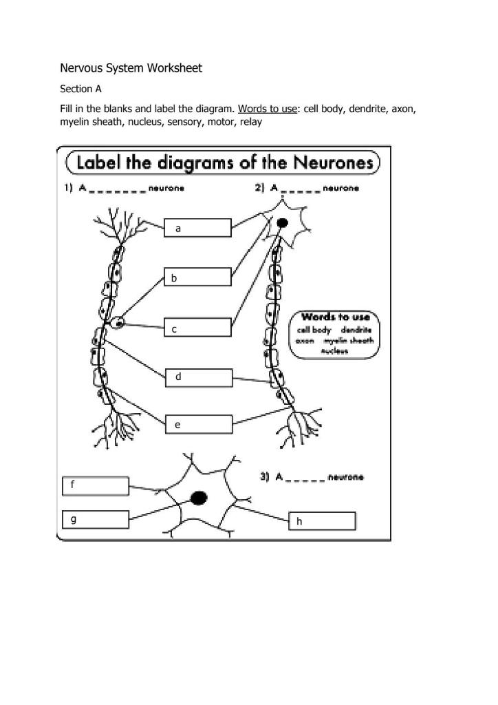 nervous system worksheet