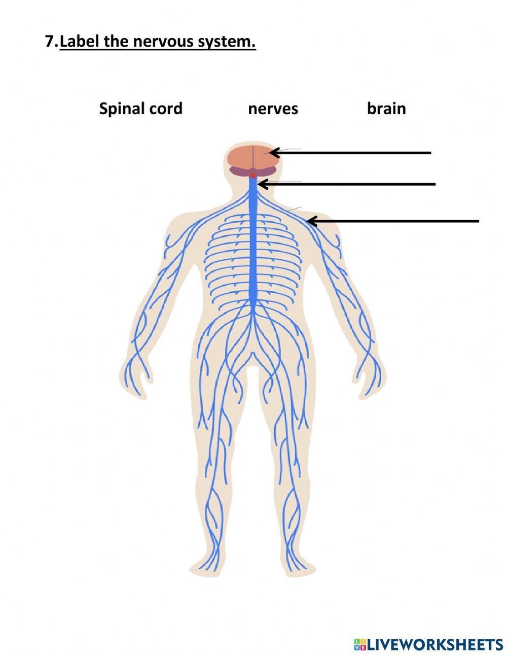 Nervous System Facts Worksheets For Kids Anatomy Function 