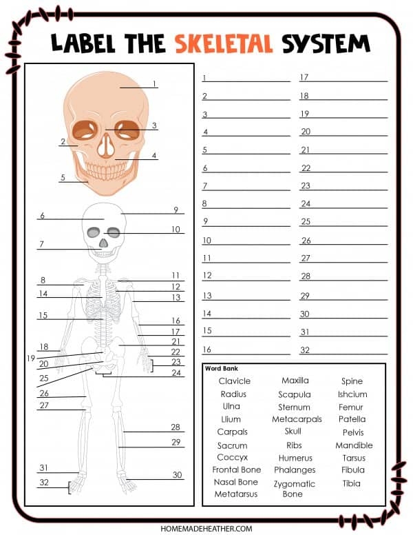 Paper Skeleton Worksheet Education Worksheets Library