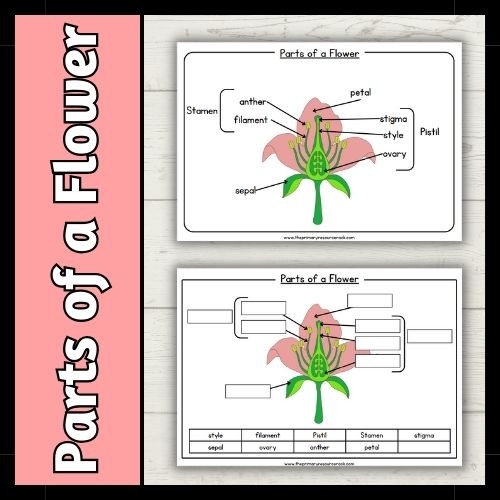 Parts Of A Flower Worksheet PrimaryResourceRack