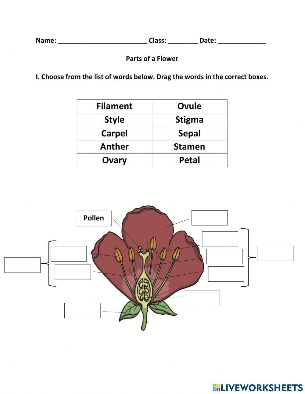 Parts Of A Flower Worksheet Worksheet Live Worksheets Worksheets 