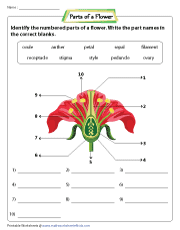 parts of a flower worksheet