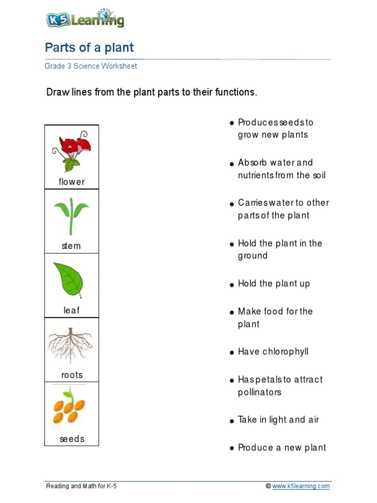 plant parts worksheet