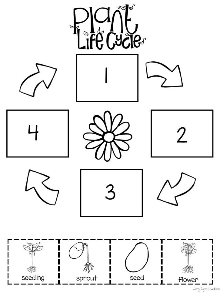 life cycle of a plant worksheet