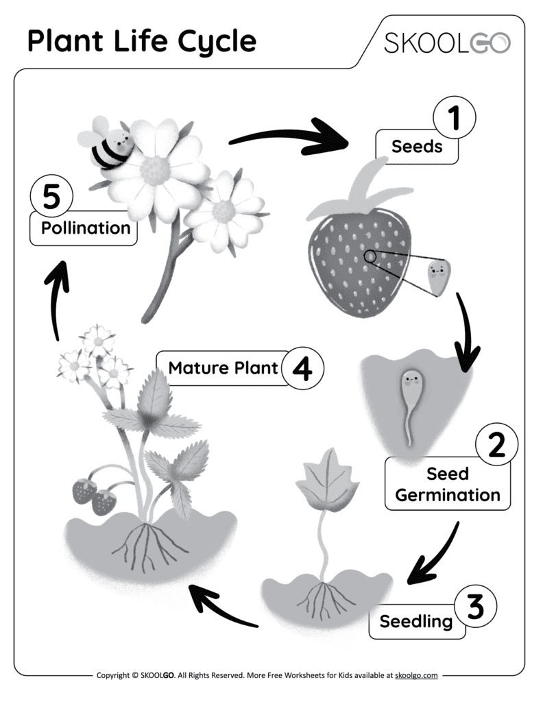 plant life cycle worksheet