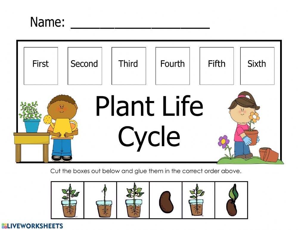 Plant Life Cycle Interactive Worksheet Shapes Worksheet Kindergarten 