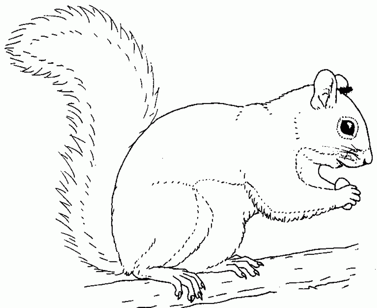 Preschool Squirrel Coloring Page Coloring Home