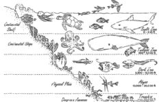 Printable Ocean Zones Worksheet Pdf Printable Word Searches Printable