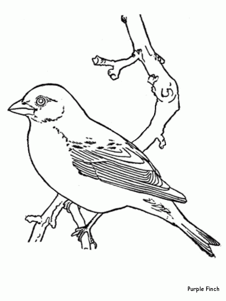 Printable Pictures Of Birds Coloring Home