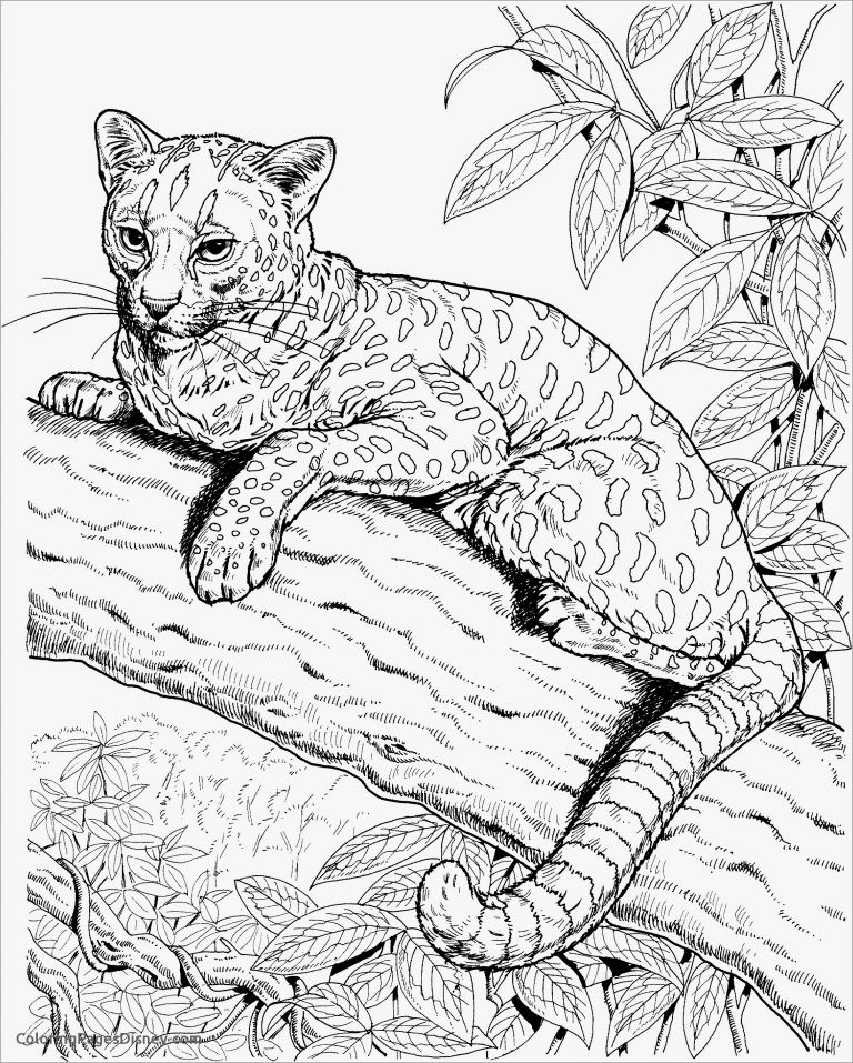 Realistic Baby Cheetah Coloring Page ColoringBay