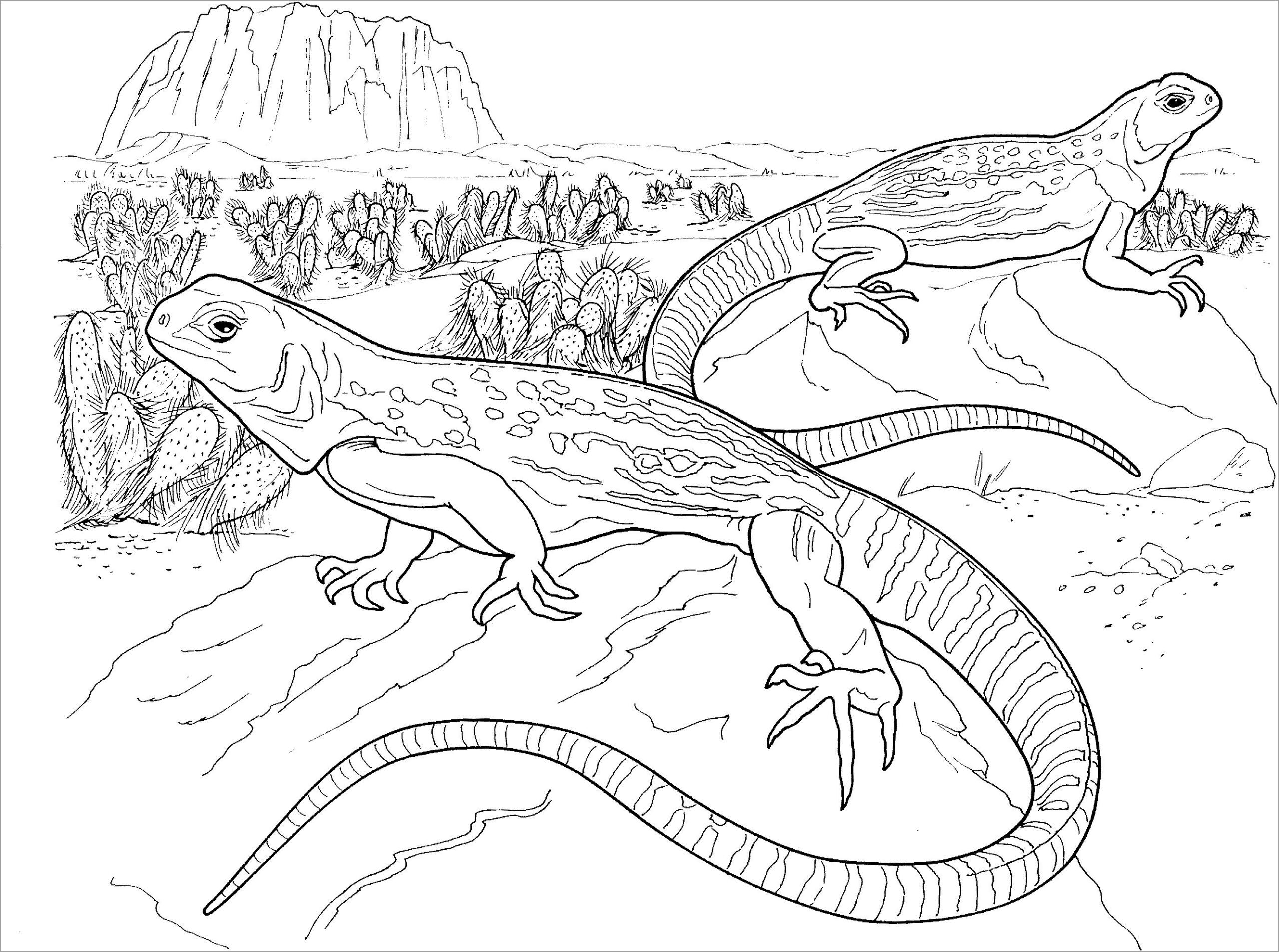 Realistic Desert Lizard Coloring Pages ColoringBay