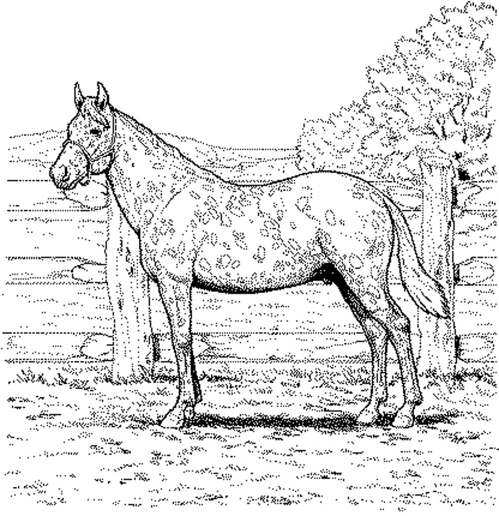 Horse Coloring In Pages