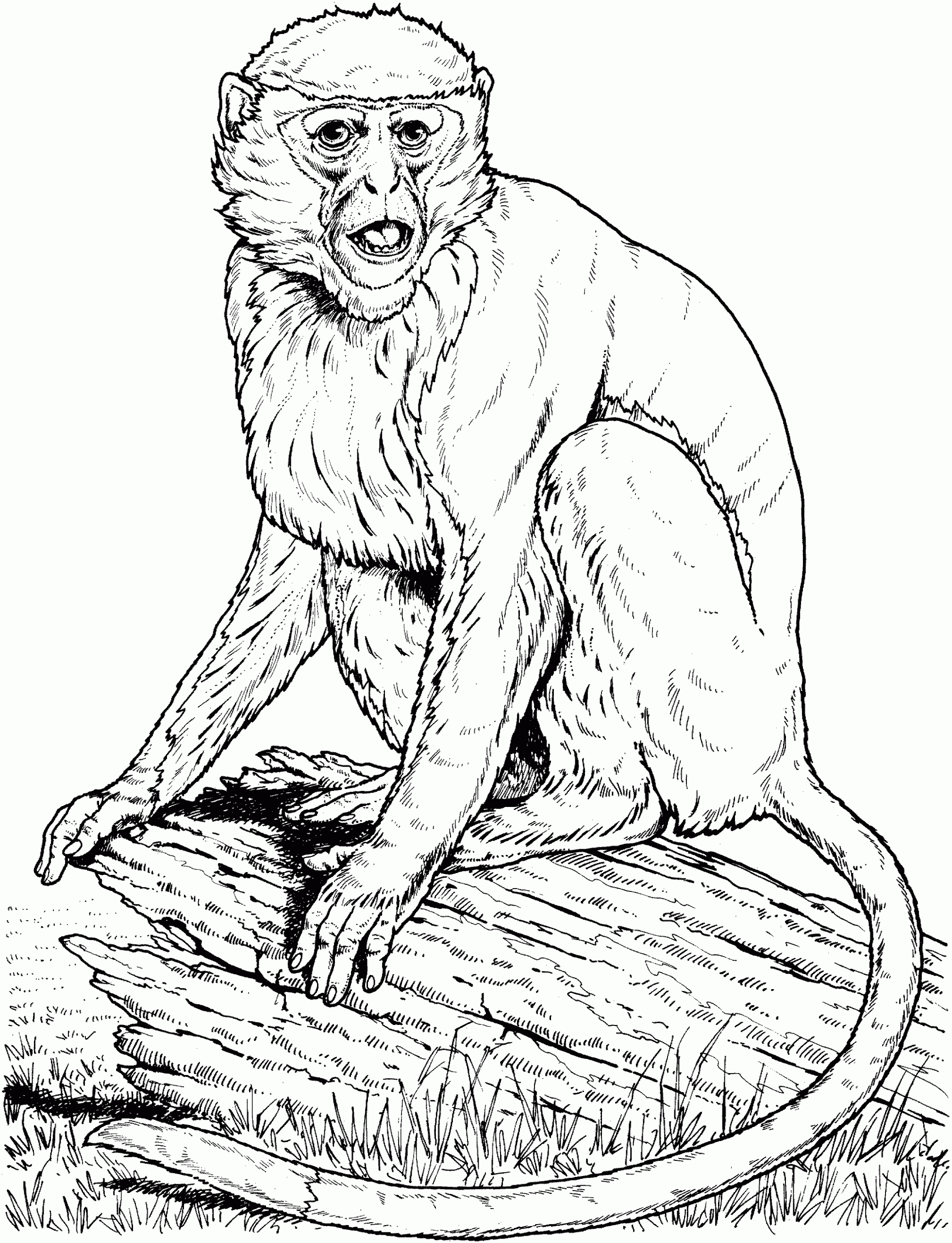 Realistic Monkey Coloring Pages Coloring Home