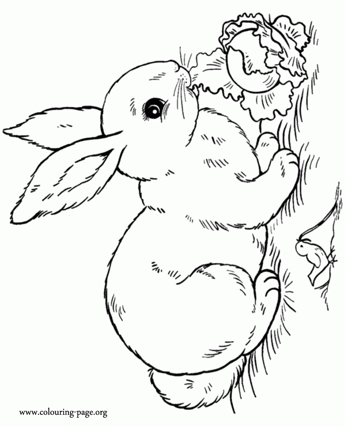 Realistic Rabbit Coloring Pages Coloring Home