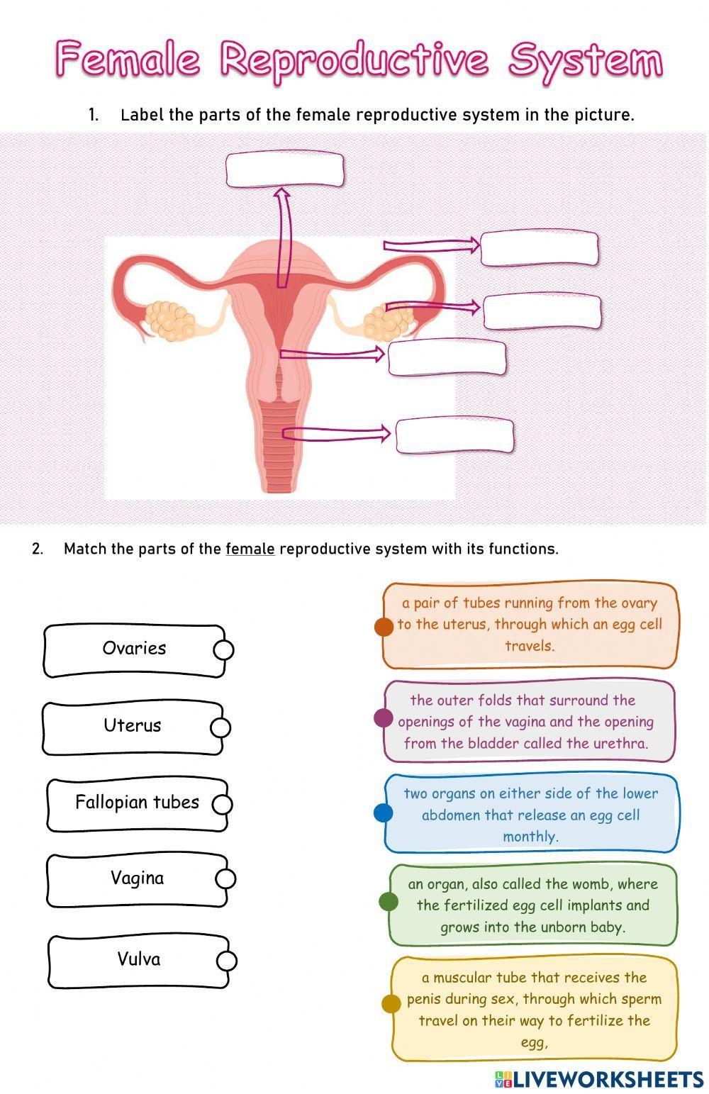 Reproductive System Coloring Pages Worksheets Library