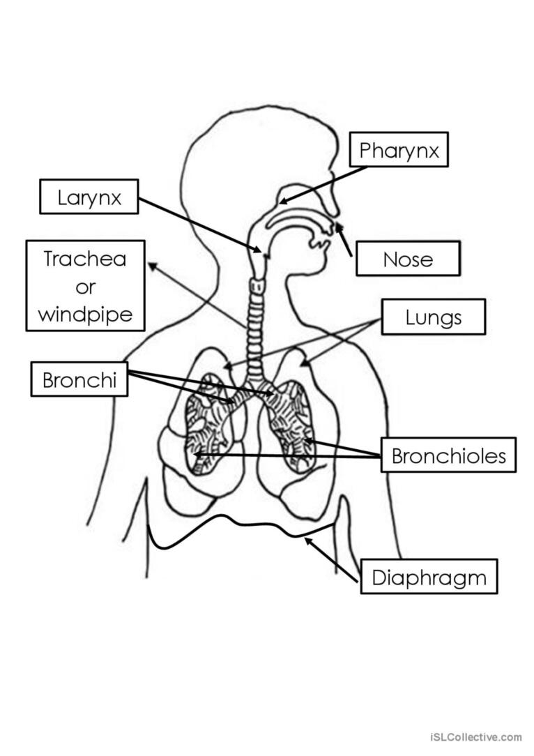 Respiratory System English ESL Worksheets Pdf Doc Worksheets Library