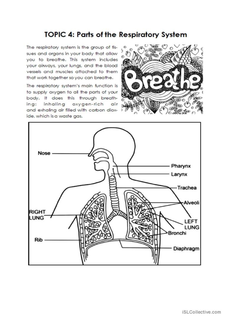 respiratory system worksheet