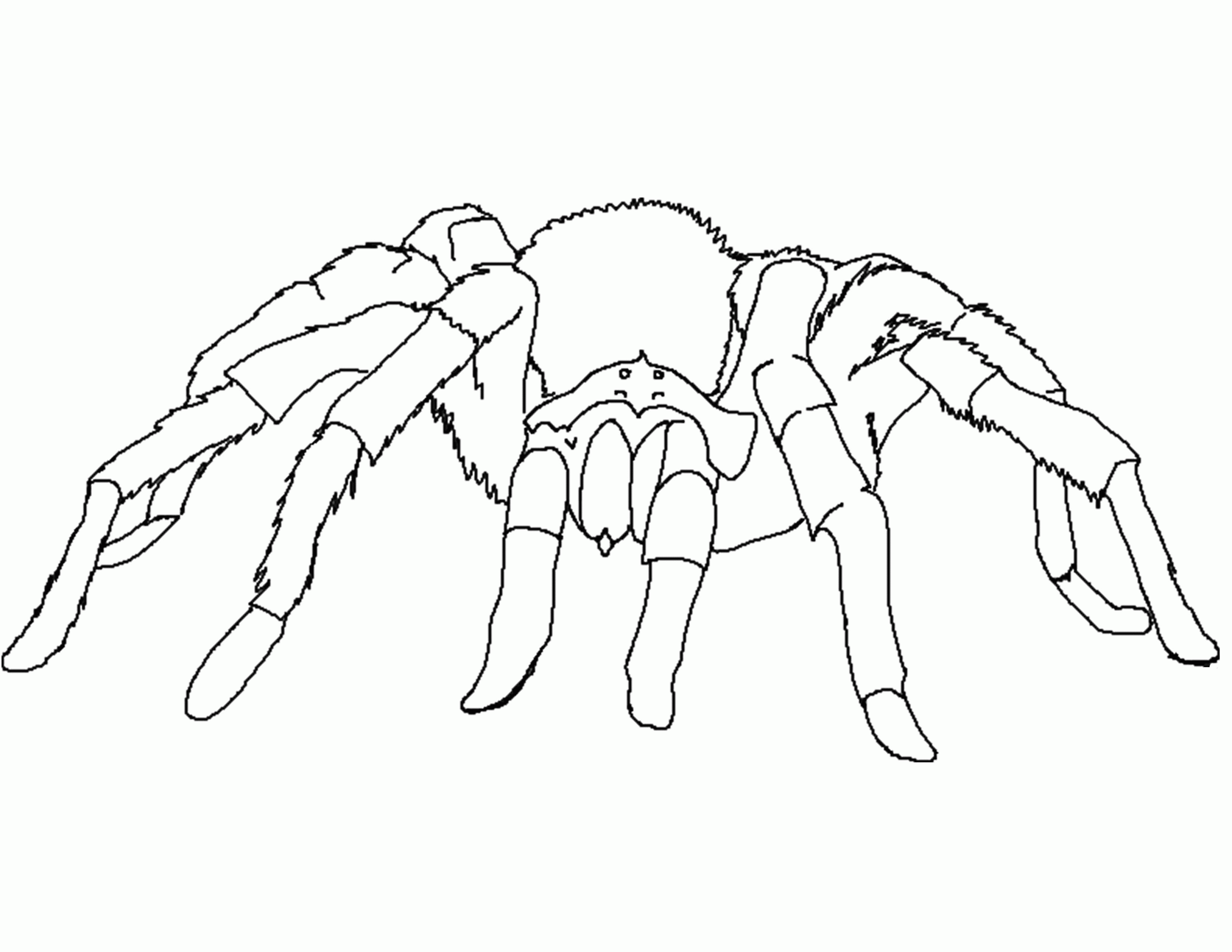 Spider Coloring Page
