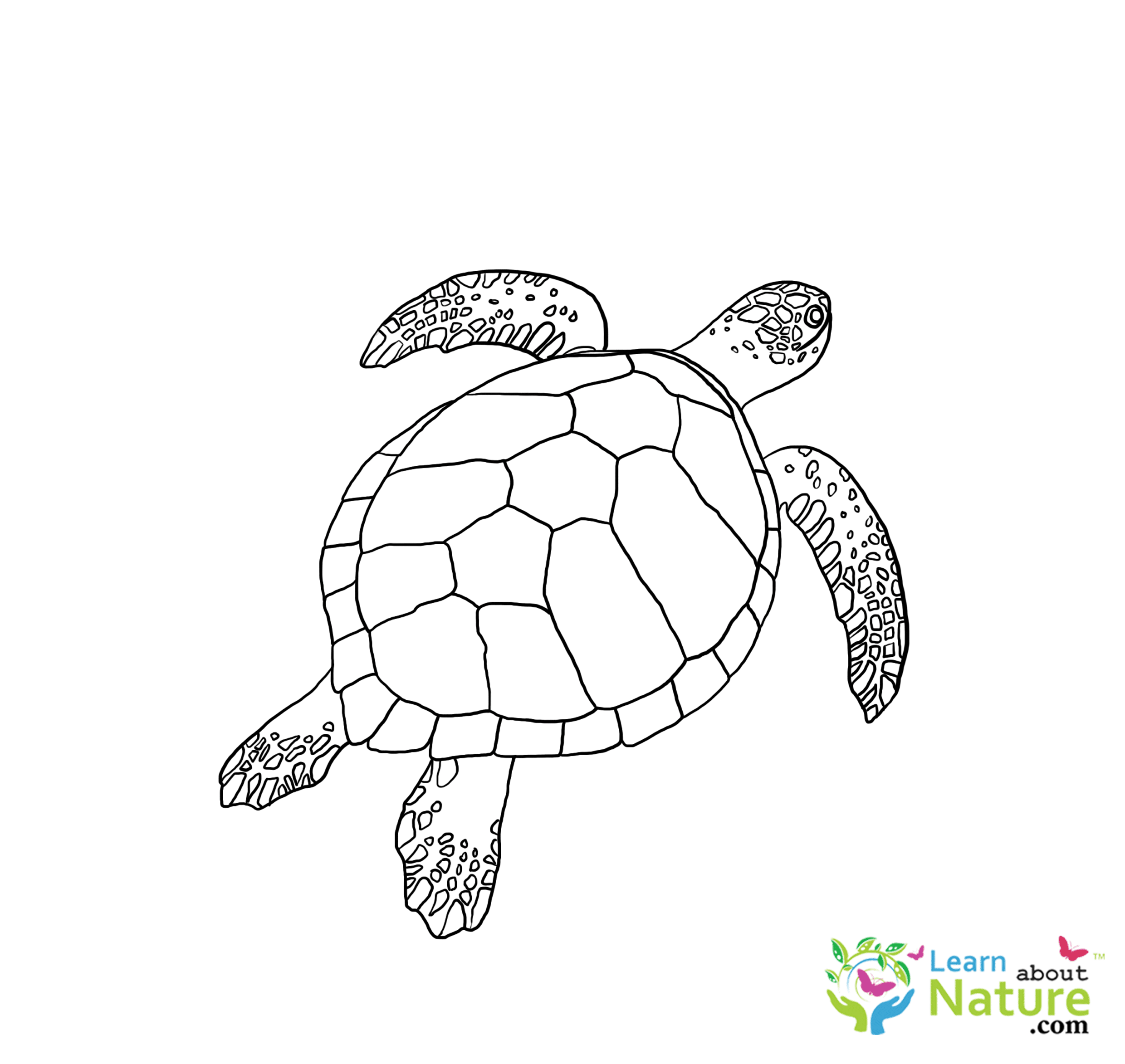 Sea Turtle Coloring Page