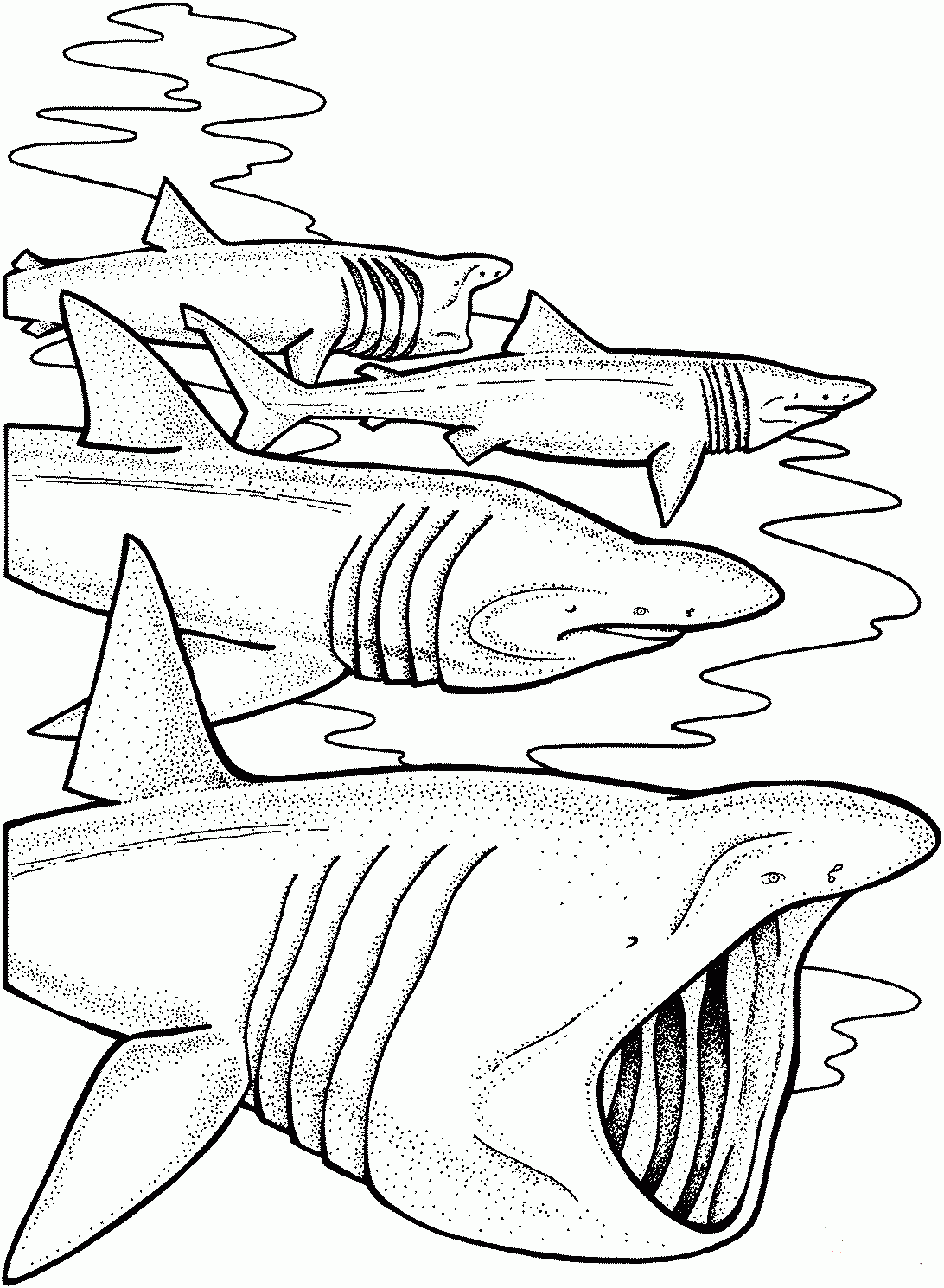 Shark Coloring Book Pages