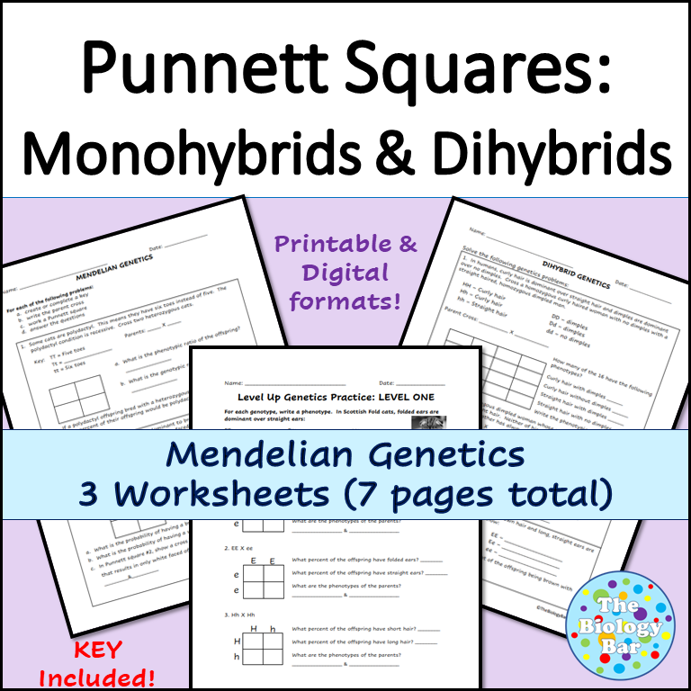 mendelian genetics worksheet