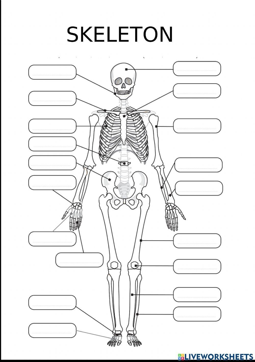 human skeleton worksheet
