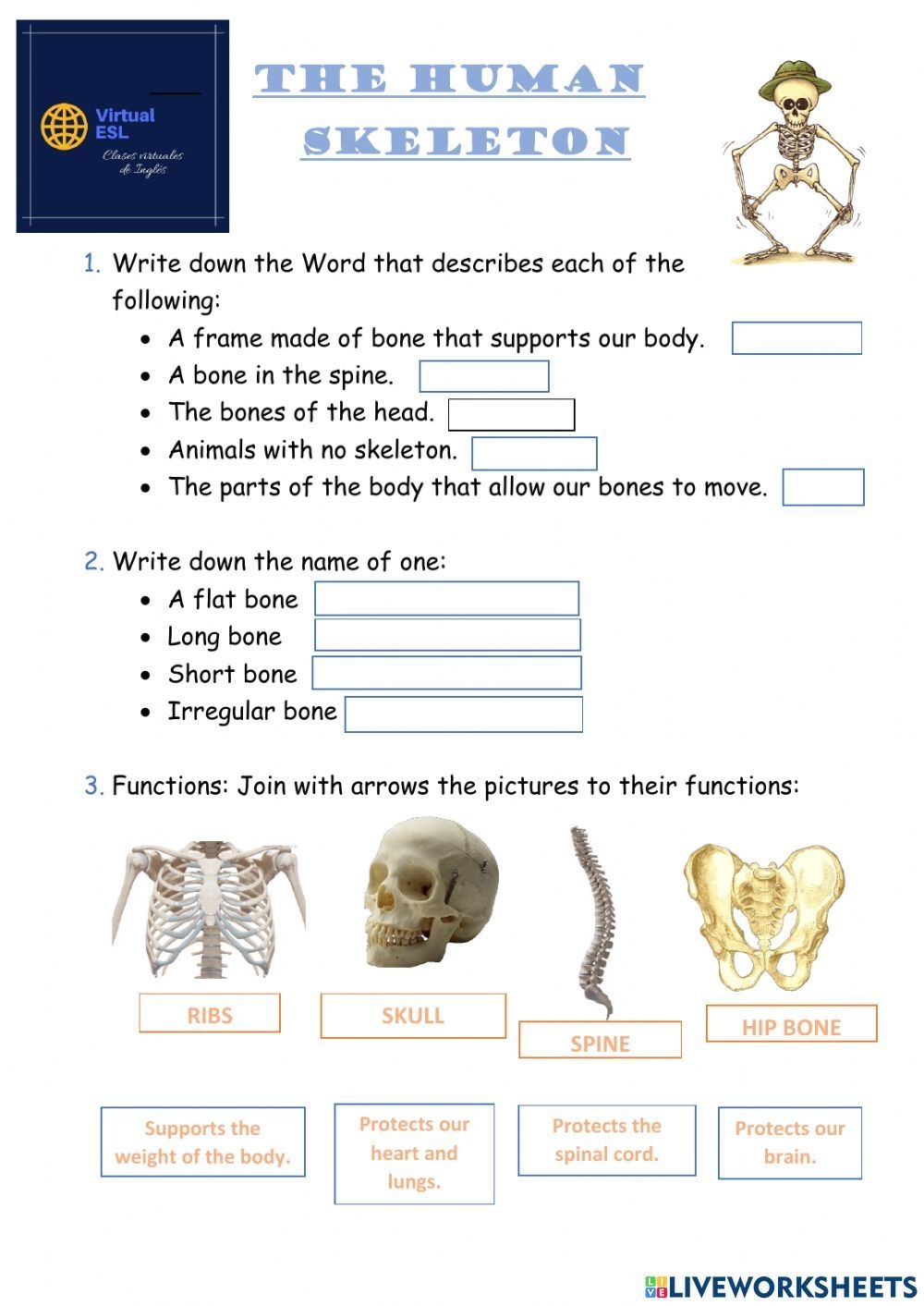 Skeletal System Worksheet Pdf Englishworksheet my id Skeletal
